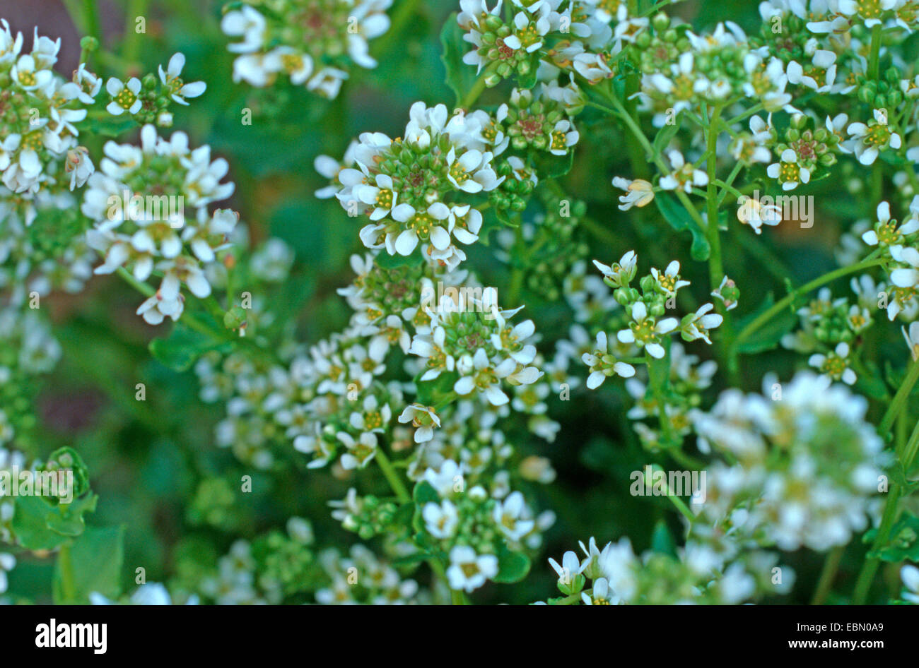 Scabbia comune erba (Cochlearia officinalis), fioritura Foto Stock