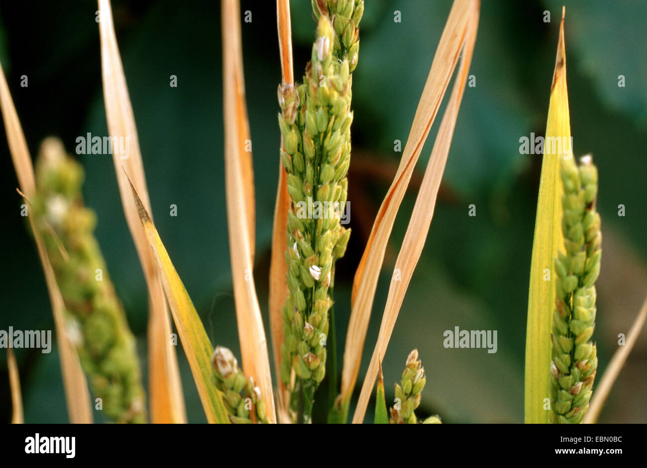 Comune di riso (Oryza sativa), infiorescenza Foto Stock