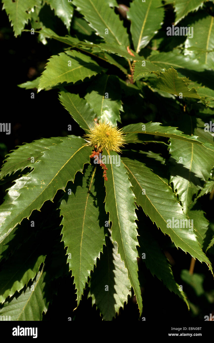Castagno, dolce castagno (Castanea sativa), il ramo con frutti, Germania Foto Stock