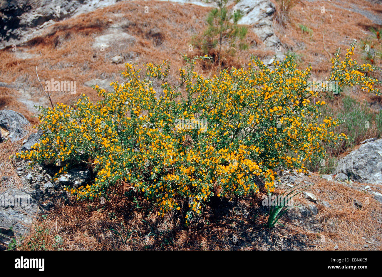 Scopa nana immagini e fotografie stock ad alta risoluzione - Alamy