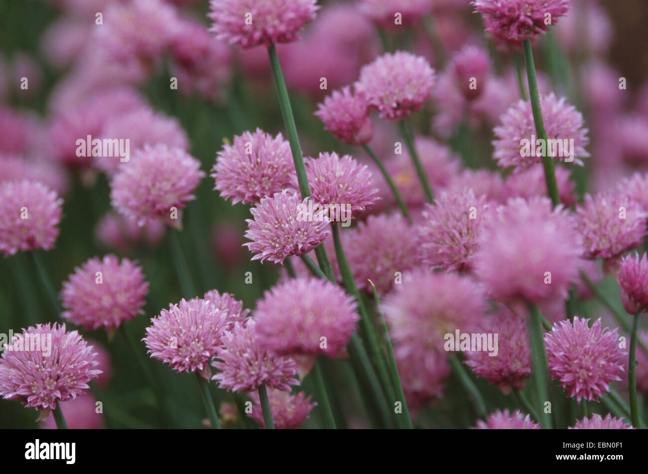 Erba cipollina, sabbia porri (Allium schoenoprasum), fioritura Foto Stock
