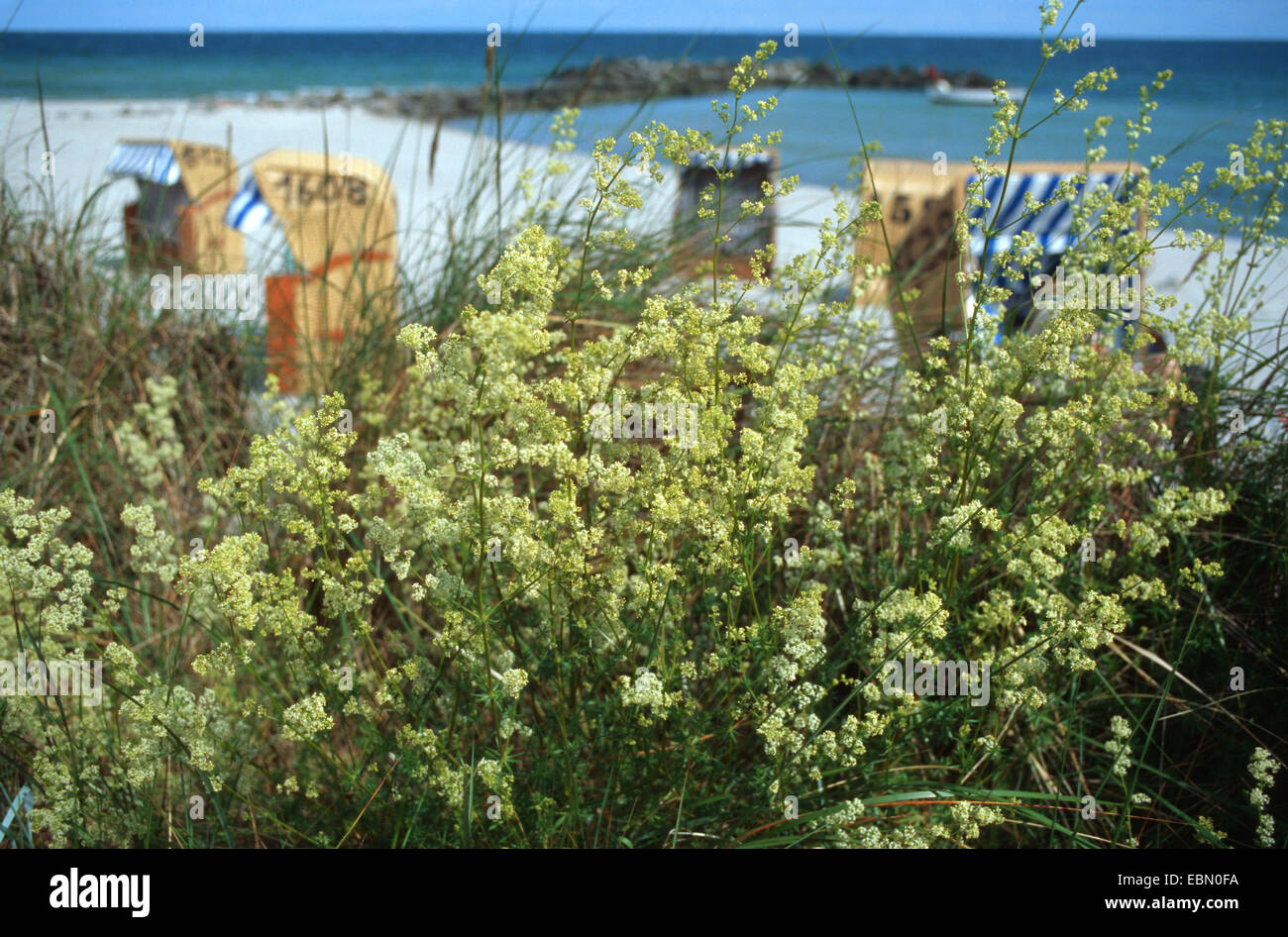 Calcare (bedstraw Galium sterneri, Galium pumilum ssp. septentrionale), crescendo sulle dune, Germania Sylt Foto Stock