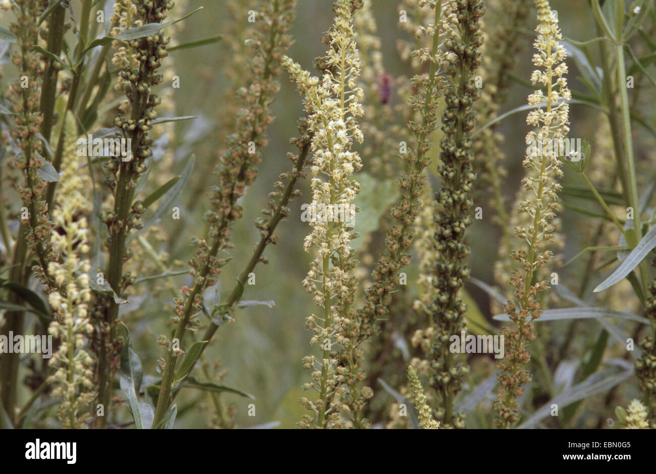 Saldatura (Reseda luteola), infiorescenze Foto Stock