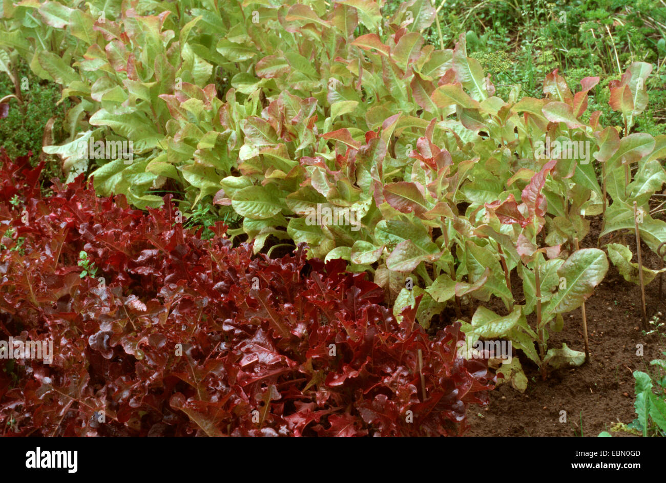 Lattughe (Lactuca sativa var. crispa), nel letto giardino Foto Stock