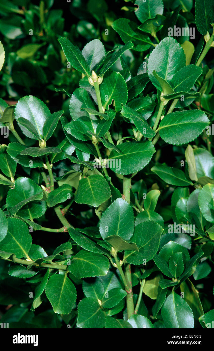 Arrampicata, euonymus euonymus wintercreeper, inverno-superriduttore (Euonymus fortunei 'Vegata', Euonymus fortunei Vegata), cultivar Vegata, foglie Foto Stock