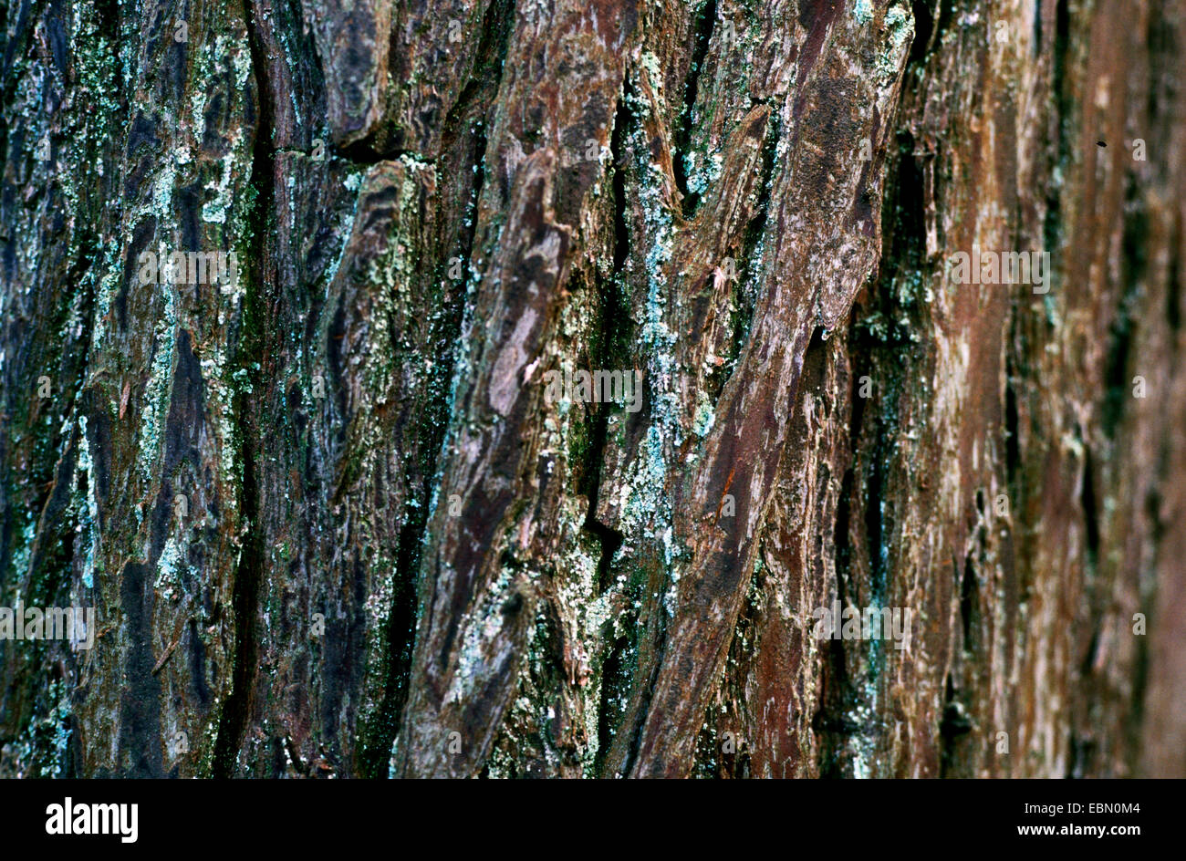 Pond Cypress, Stagno Baldcypress (Taxodium ascendens, Taxodium distichum var. imbricatum), corteccia Foto Stock