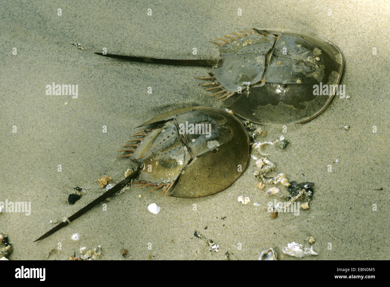 Il granchio a ferro di cavallo (Tachypleus gigas), sulla sabbia Foto Stock