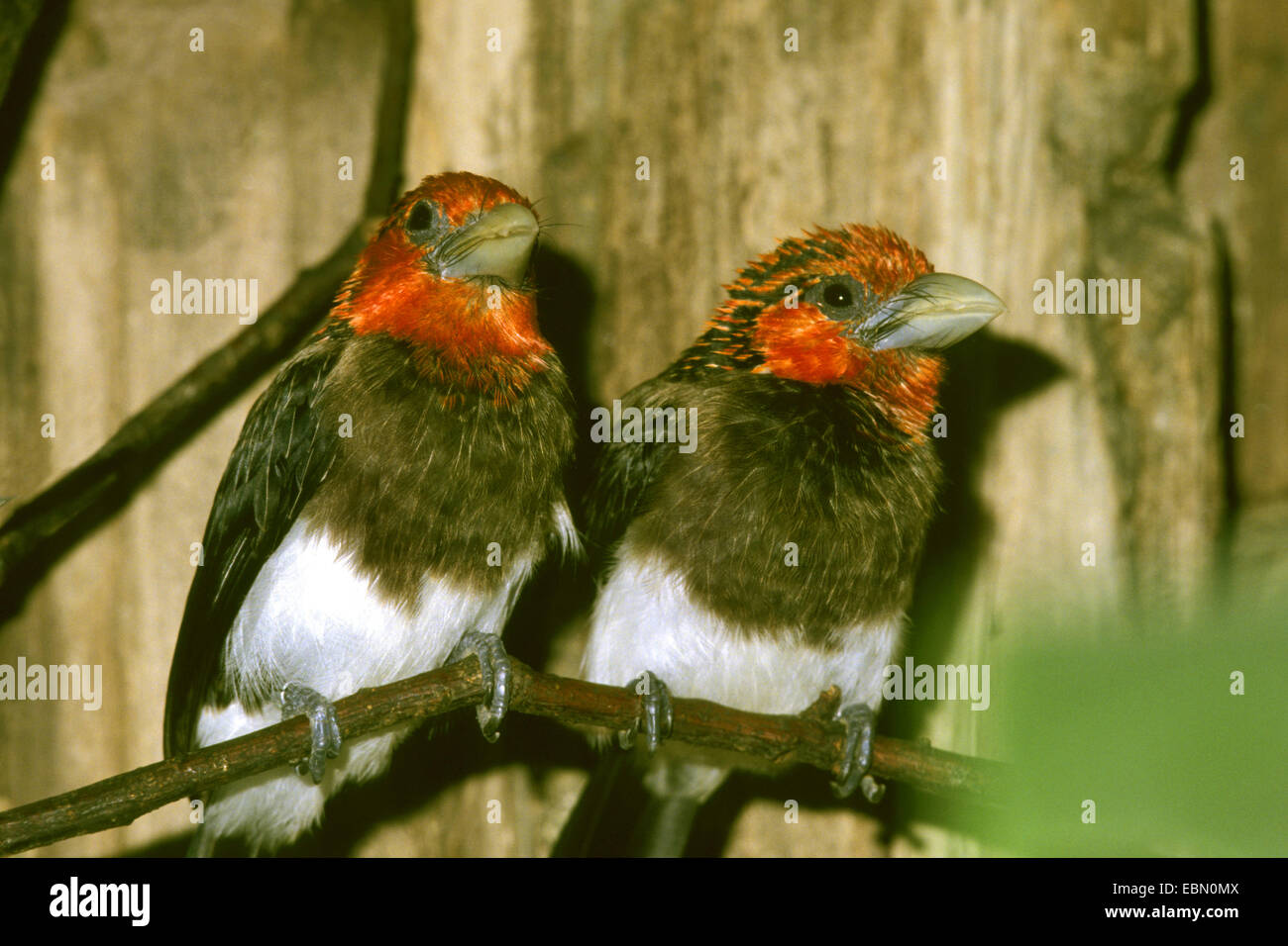 Brown-breasted barbet (Lybius melanopterus), seduti fianco a fianco su un ramo Foto Stock