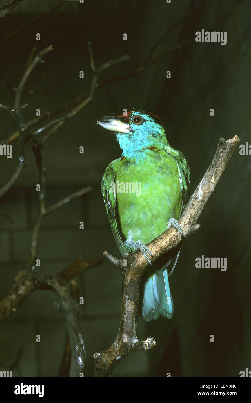 Blu-throated barbet (Megalaima asiatica), seduto su un ramo Foto Stock