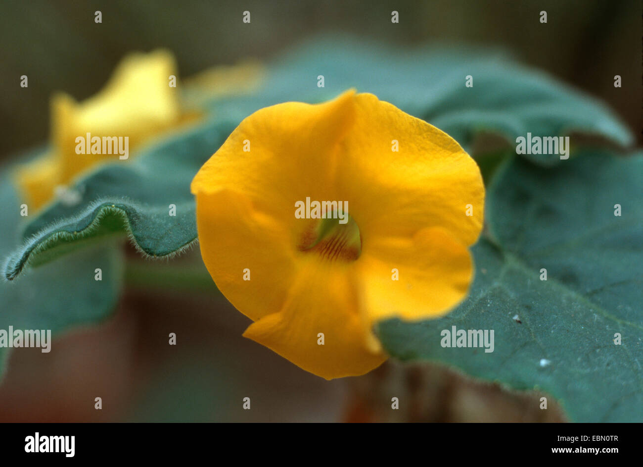 (Uncarina grandidieri Uncarina, Harpagophytum grandidieri), fiore Foto Stock