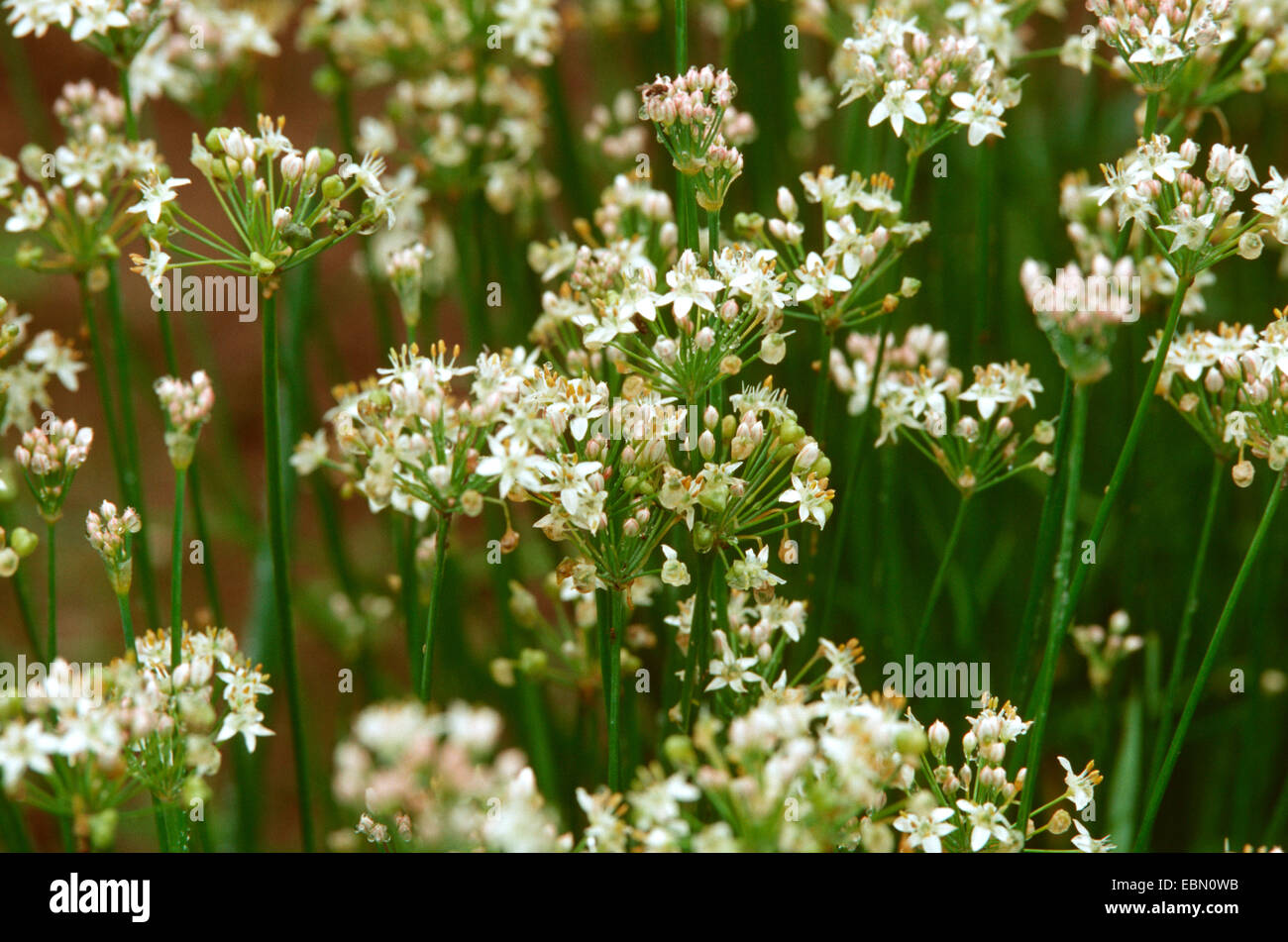 Erba cipollina cinese (Allium tuberosum), fioritura Foto Stock