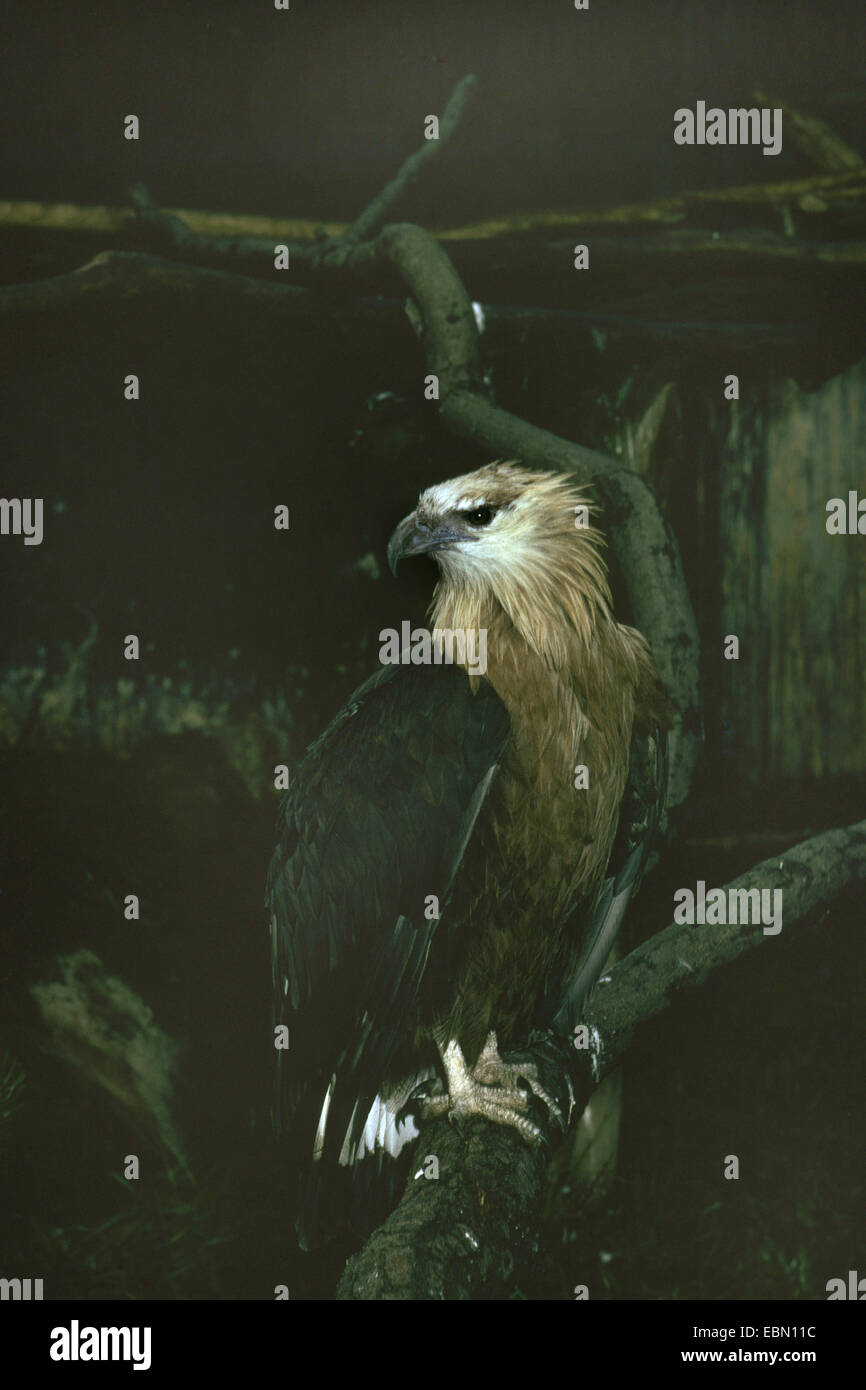 Pallas' sea eagle (Haliaeetus leucoryphus), in contenitore Foto Stock