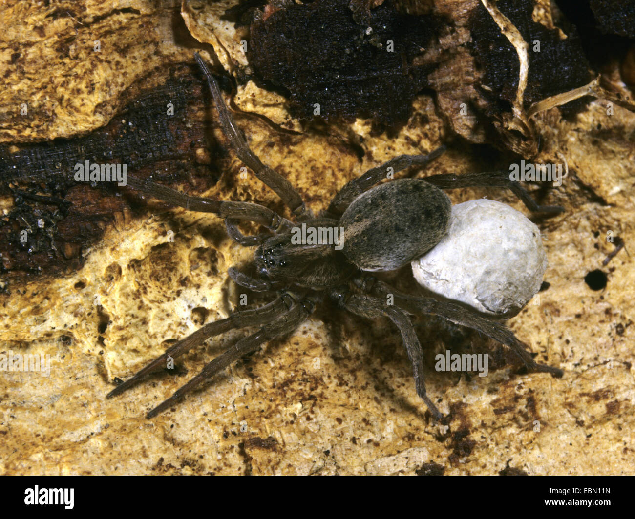 Lupo rustico spider (Trochosa ruricola), con cocoon, Germania Foto Stock