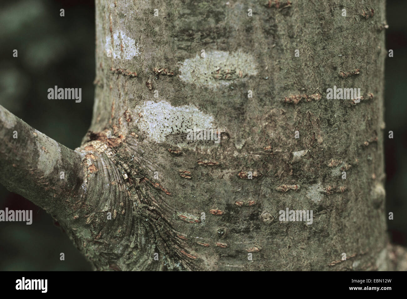American mountain-cenere (Sorbus americana, Pyrus americana), trunk con ramo Foto Stock