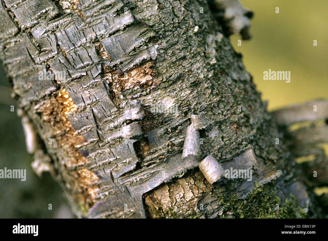 Sargent ciliegia, Sargent di ciliegio (Prunus sargentii), corteccia Foto Stock
