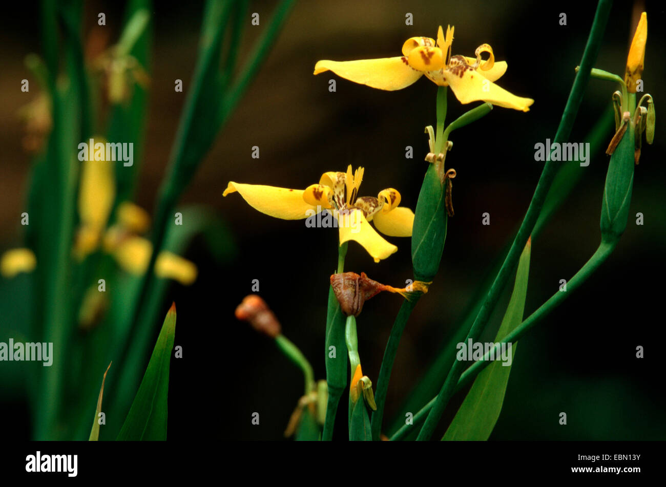 Giallo iris a piedi, Martinica Trimezia (Trimezia martinicensis, Iris martinicensis), fioritura Foto Stock