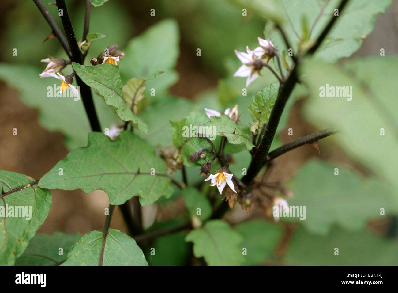Melanzane, di melanzana (Solanum melongena), fioritura Foto Stock