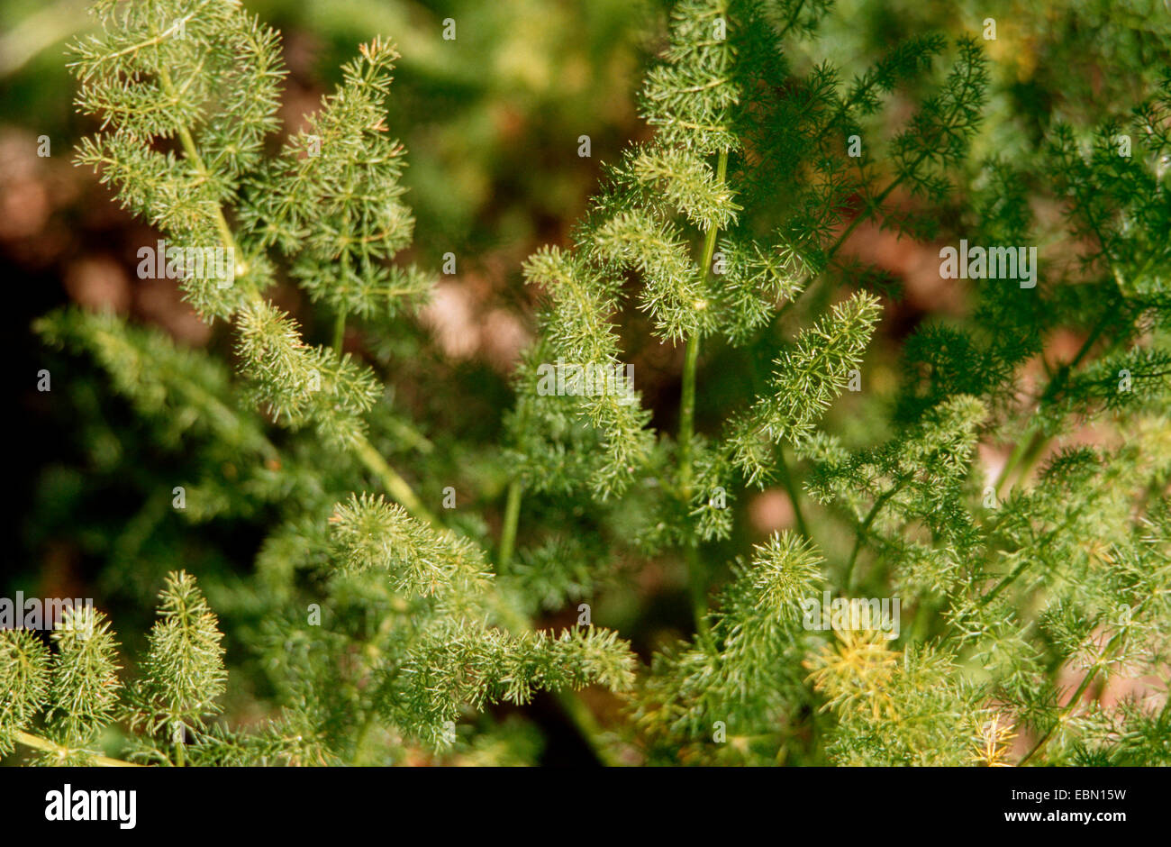 Spignel (Meum athamanticum), foglie Foto Stock