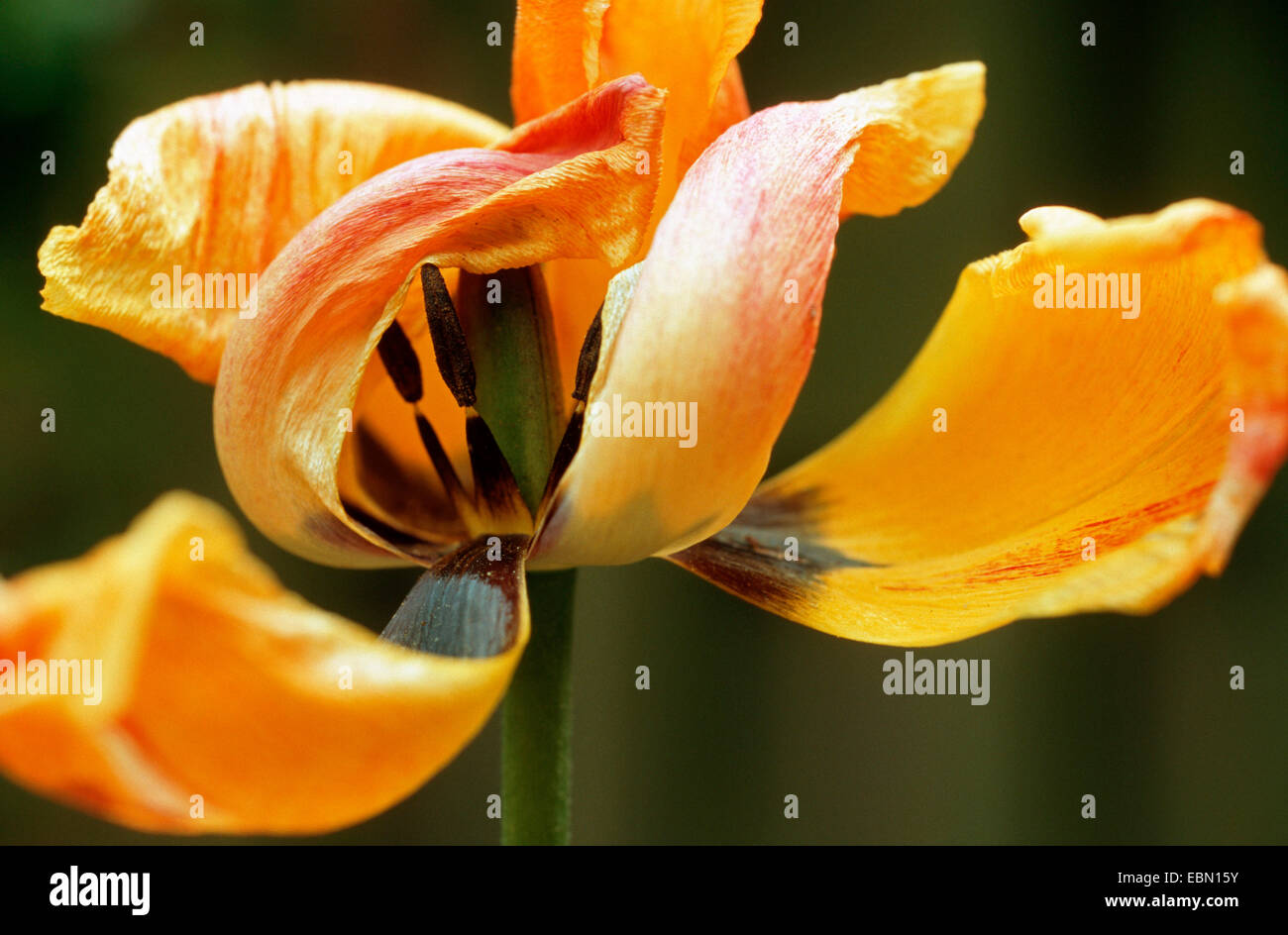 Giardino in comune tulip (Tulipa gesneriana), appassiti tulipano giallo Foto Stock