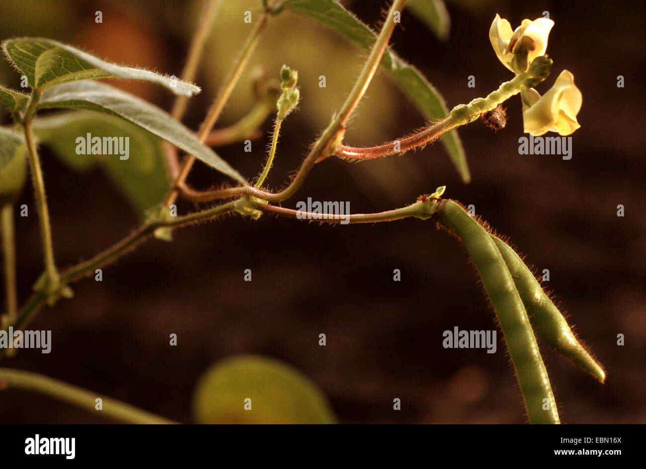 Mung Bean, Urdi chicco nero, Green Gram (Vigna mungo, Vigna radiata, Phaseolus mungo, Phaseolus radiatus), fiori e frutti Foto Stock
