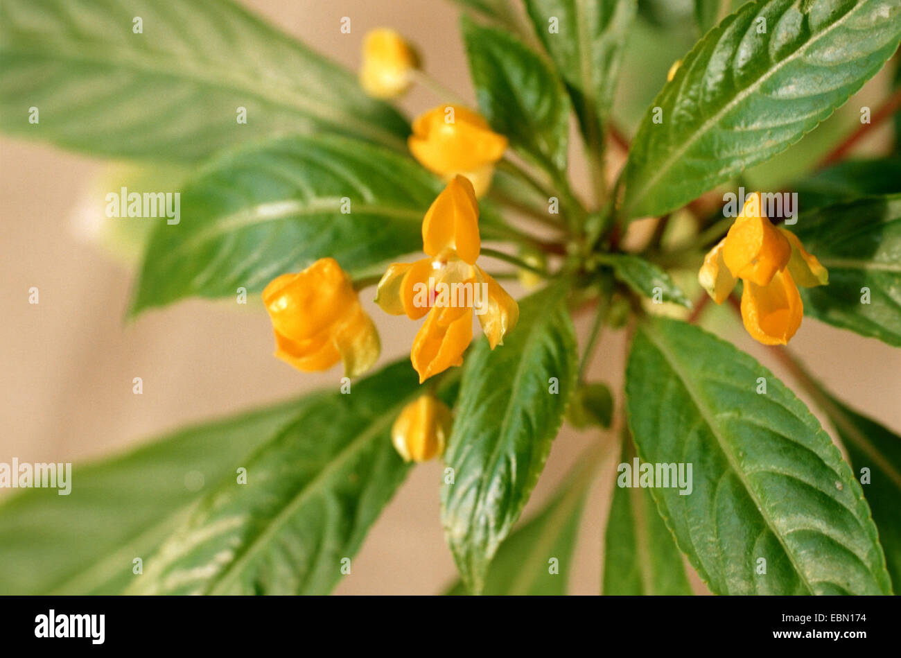 Jungle oro (Impatiens Impatiens auricoma), fioritura Foto Stock
