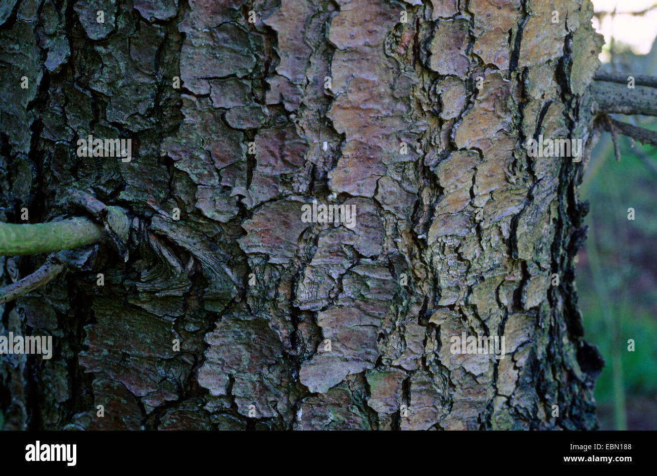 David di pino, bianco cinese pine (Pinus armandii), corteccia Foto Stock