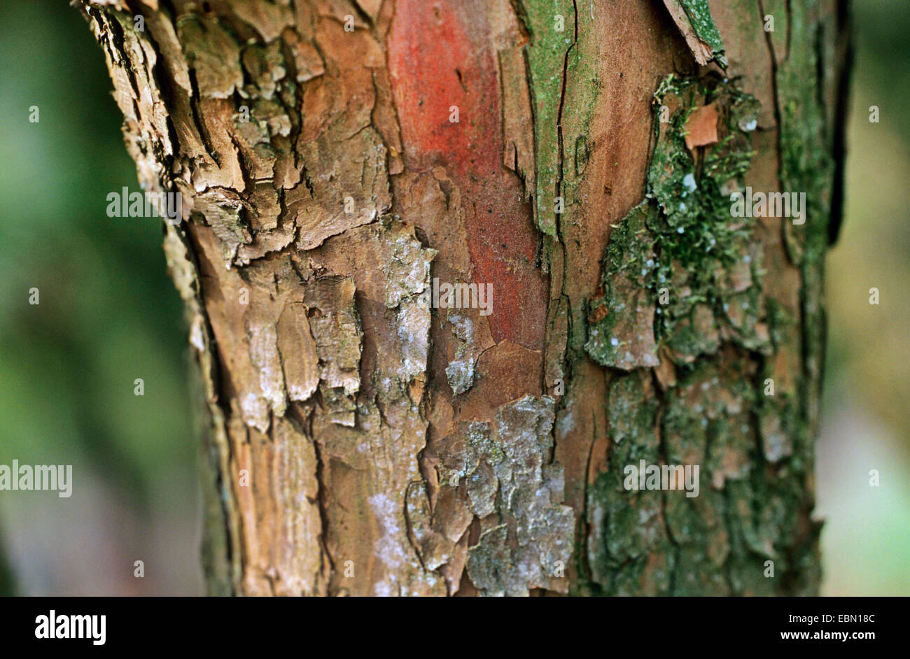 Giapponese yew, piramidale yew (Taxus cuspidata), corteccia Foto Stock