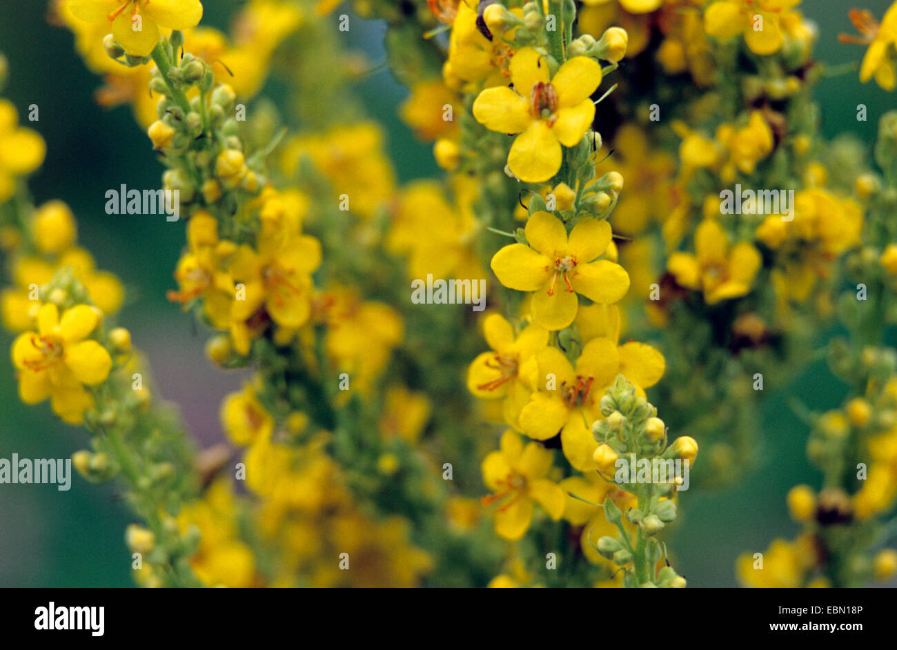 Mullein comune, grande mullein (Molène thapsus), fioritura, Germania Foto Stock