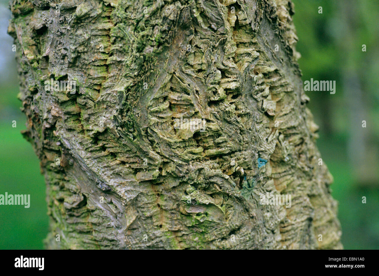 Sughero giapponese tree (Phellodendron japonicum), corteccia Foto Stock
