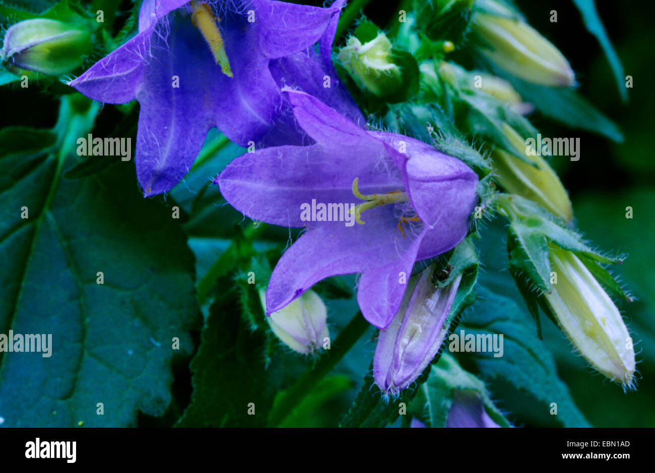 I pipistrelli-nel-Belfry, ortica-lasciarono la campanula (Campanula trachelium), fiori, Germania Foto Stock