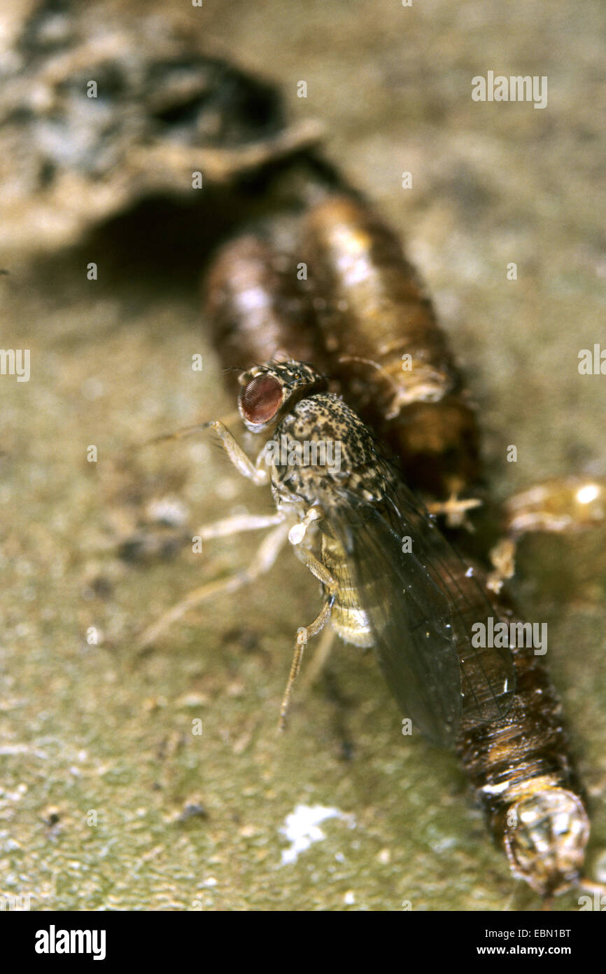 Dark-eyed mosca della frutta (Drosophila repleta), maschio, pupe su incrostazioni potatoe Foto Stock