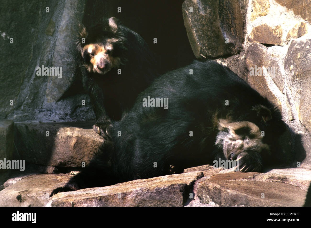 Spectacled bear, Andino bear (Tremarctos ornatus), due paesi andini poggia su di una roccia Foto Stock