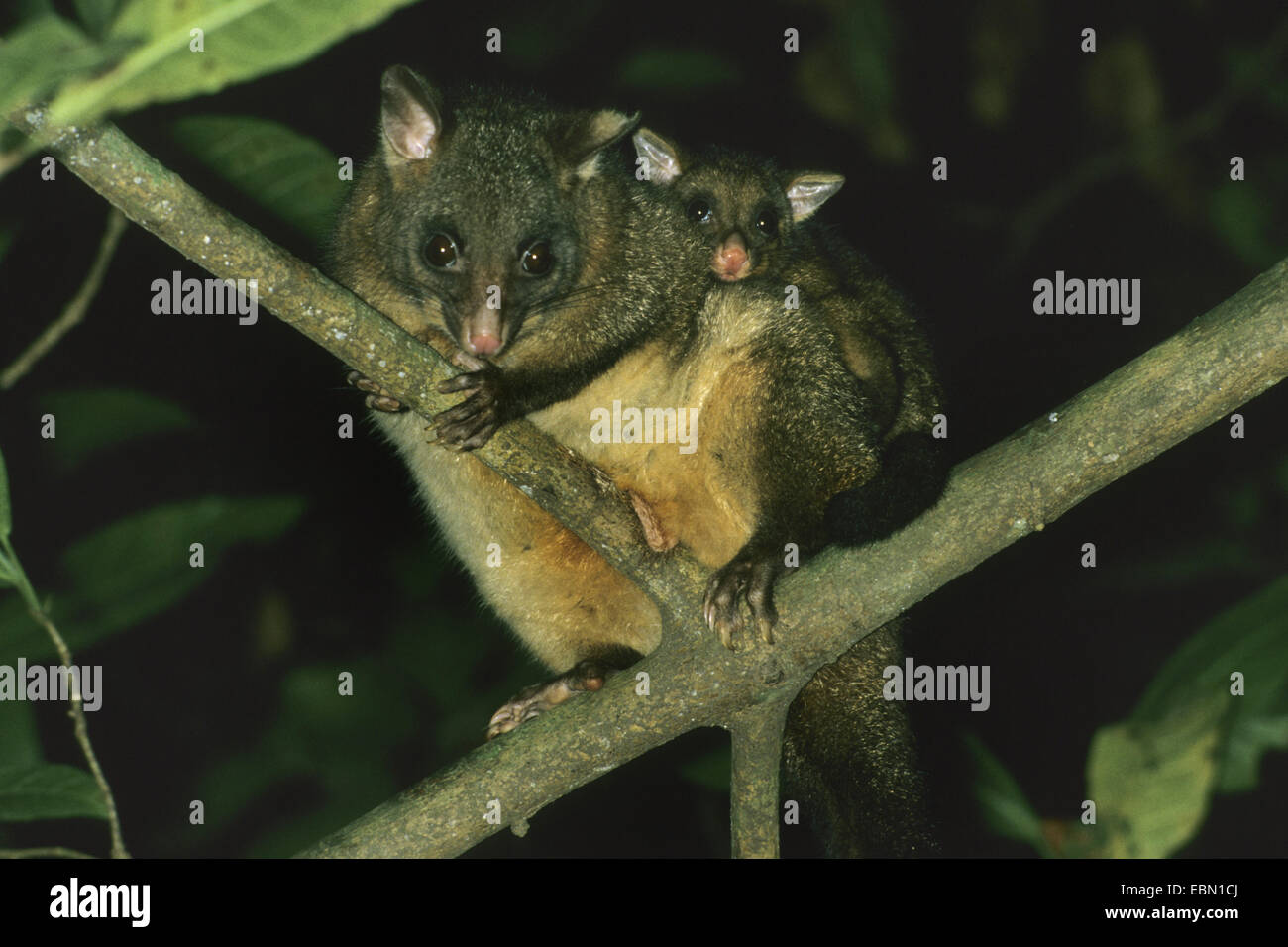 Brush-tailed opossum, Brushtail Possom (Trichosurus volpetta), madre che trasportano pick-a-indietro il suo bambino Foto Stock