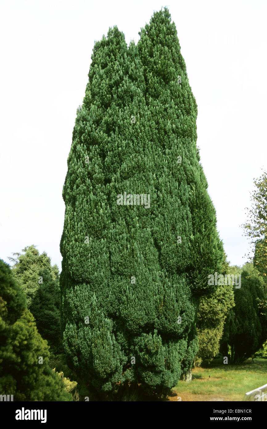 American ginepro, Eastern red cedar (Juniperus Virginiana), albero singolo Foto Stock
