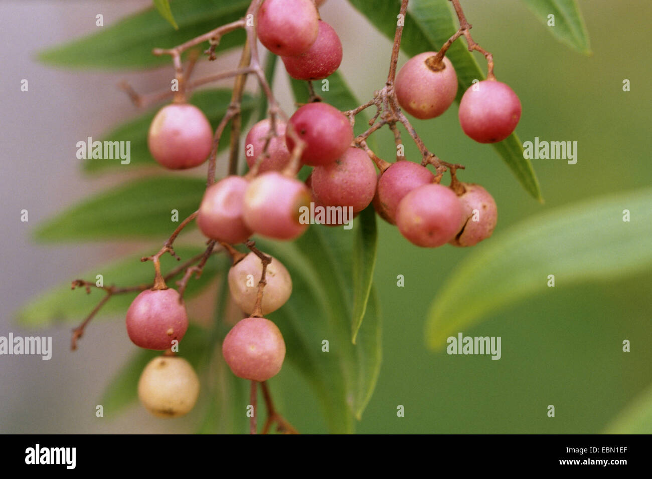 California Pepper Tree (Schinus molle var. molle, Schinus molle), bacche Foto Stock