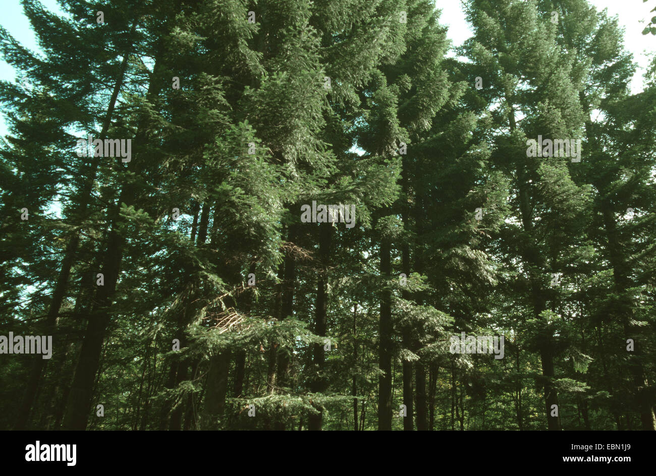 Unione di abete bianco (Abies alba), legno di abete, Germania Foto Stock