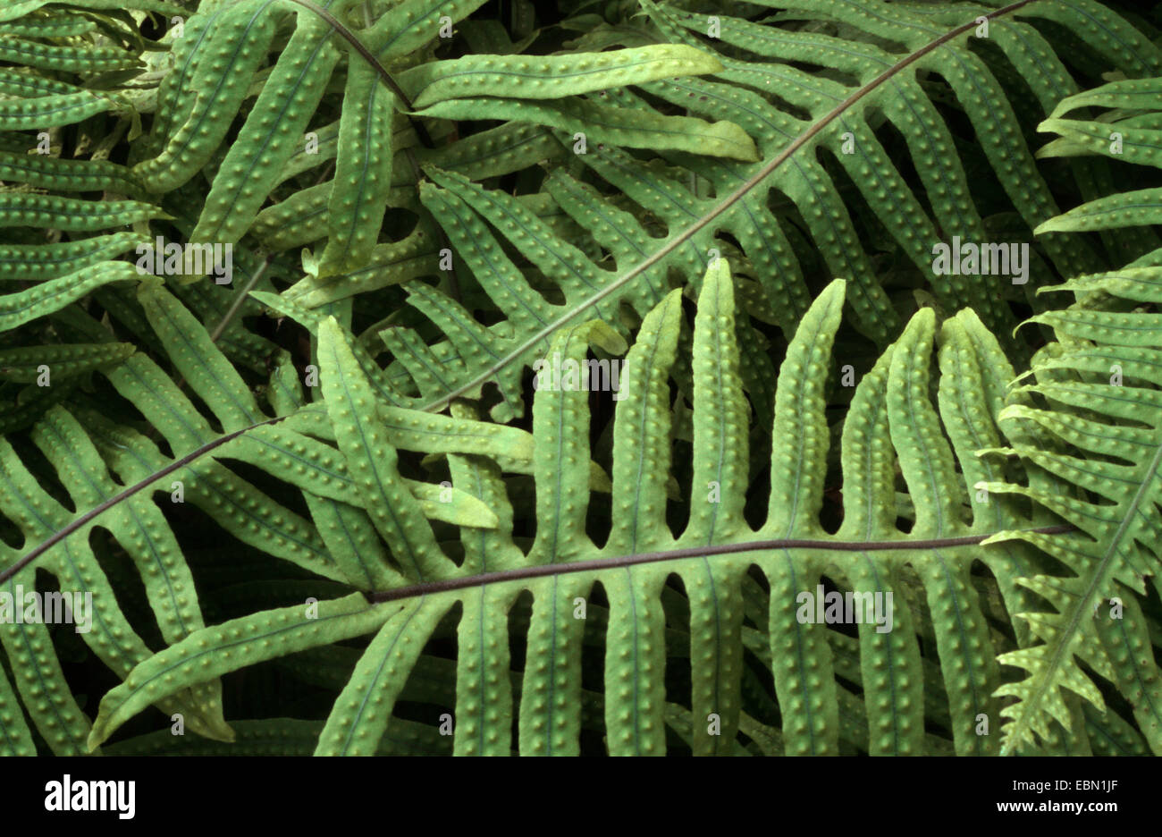 Verde Felce caterpillar, Verde Felce crub (Polypodium formosanum), foglie Foto Stock
