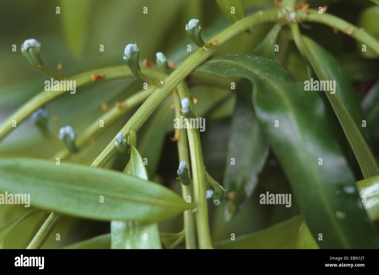 Broad Leaf Yew Pino, vero yellowwood, yellowwood reale (Podocarpus latifolius), rami con semi di giovani Foto Stock