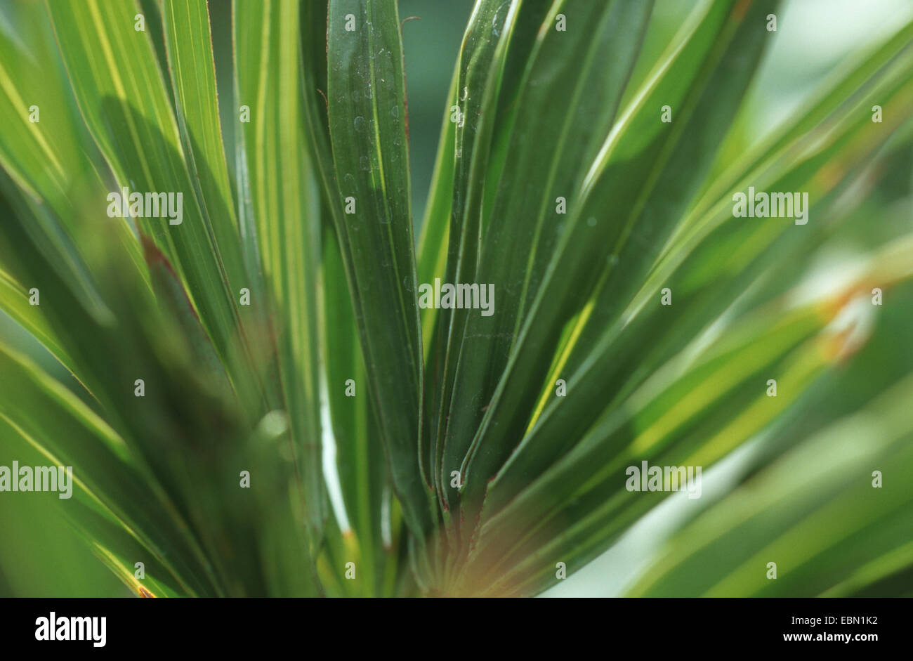 Saw Palmetto (Serenoa repens), leaf Foto Stock