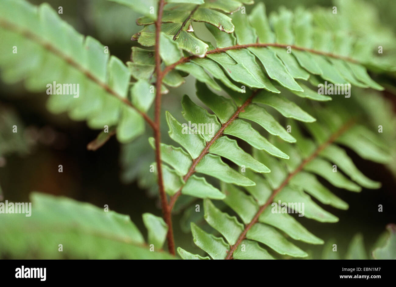 Lanosi Maidenhair (Adiantum villosum), dettaglio della balestra Foto Stock