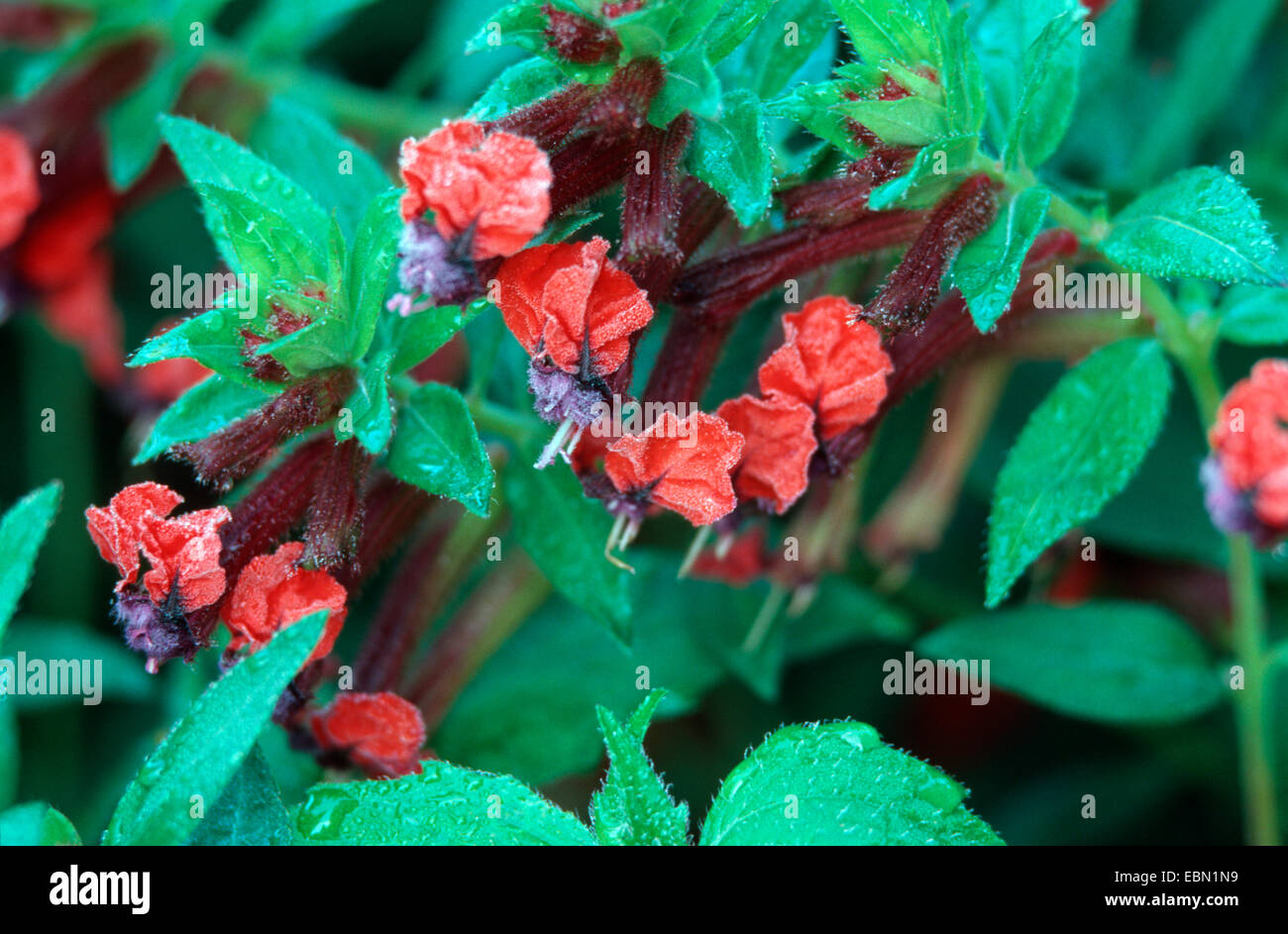 Fiore di sigari (Cuphea llavea siluro), fiori di cultivar Siluro Foto Stock