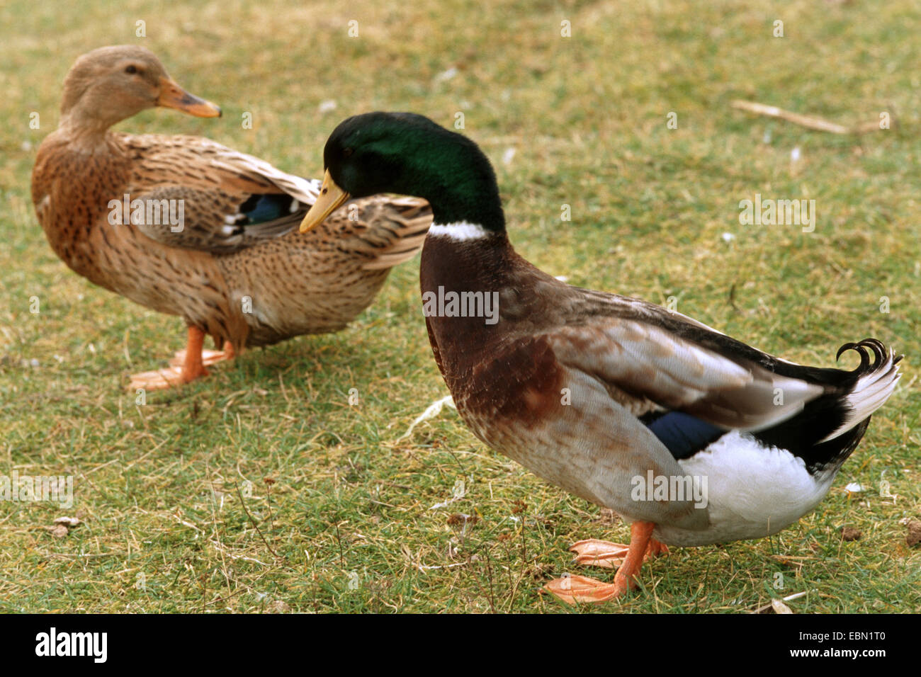 Anatra domestica (Anas platyrhynchos f. domestica), maschio e femmina di Rouen Clair Duck in piedi a fianco a fianco in un prato Foto Stock
