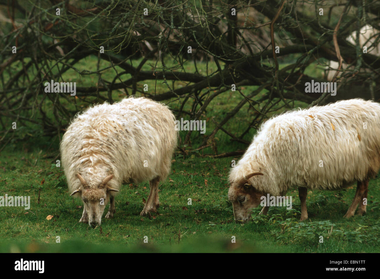Heath pecore (Ovis ammon f. aries), una mandria di bianco cornuto Heath pascolare in un prato Foto Stock