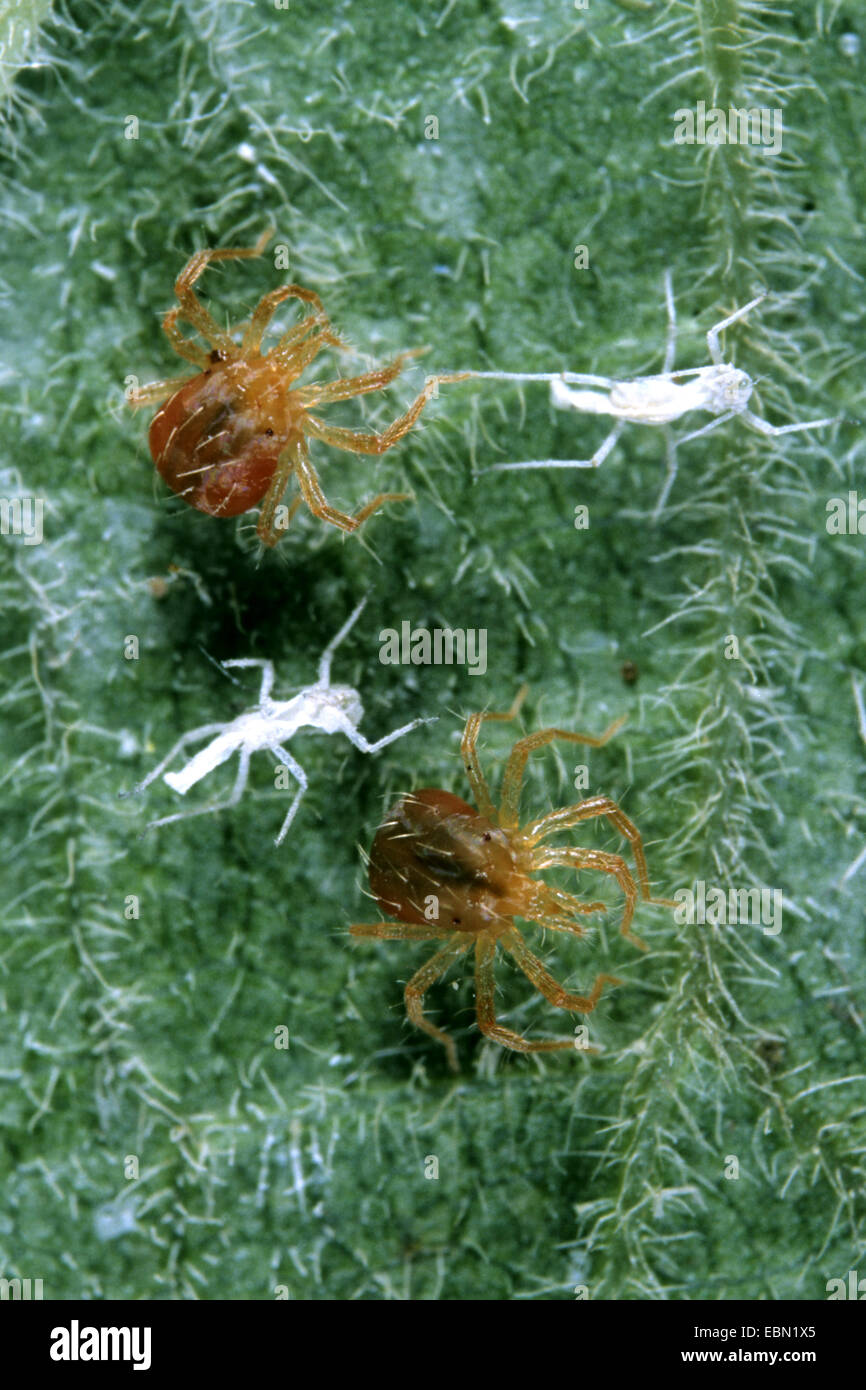 Acaro (Anystis agilis), due acari con esaurito preda, Germania Foto Stock