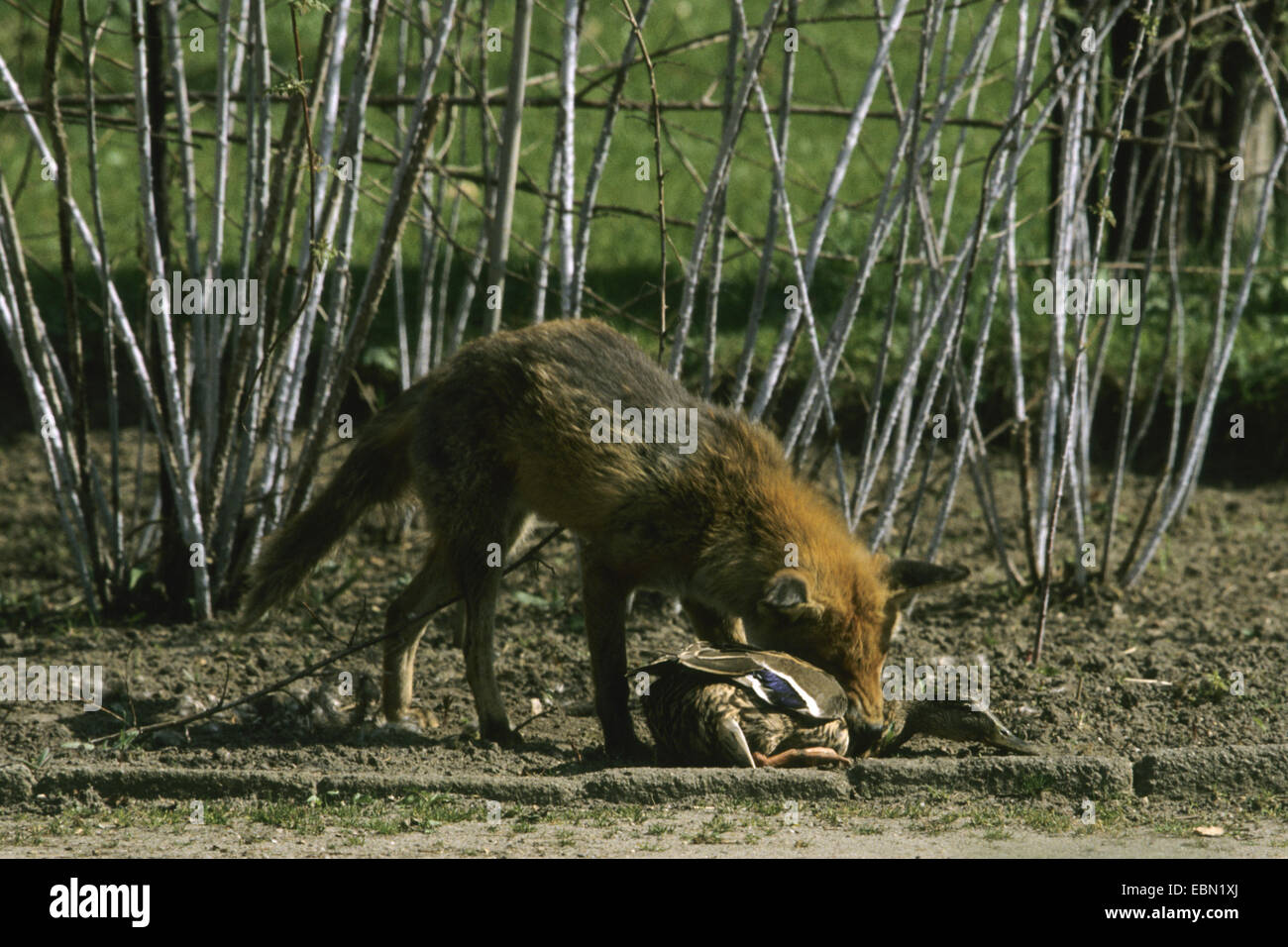 Red Fox (Vulpes vulpes vulpes), con caccia germano reale, Germania Foto Stock