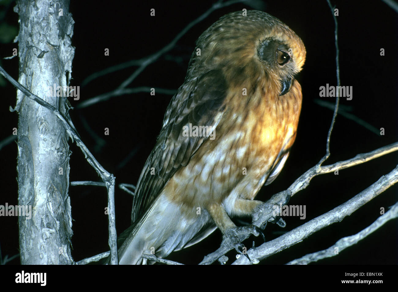 Il gufo boobook (Ninox novaeseelandiae), seduto su un ramoscello Foto Stock