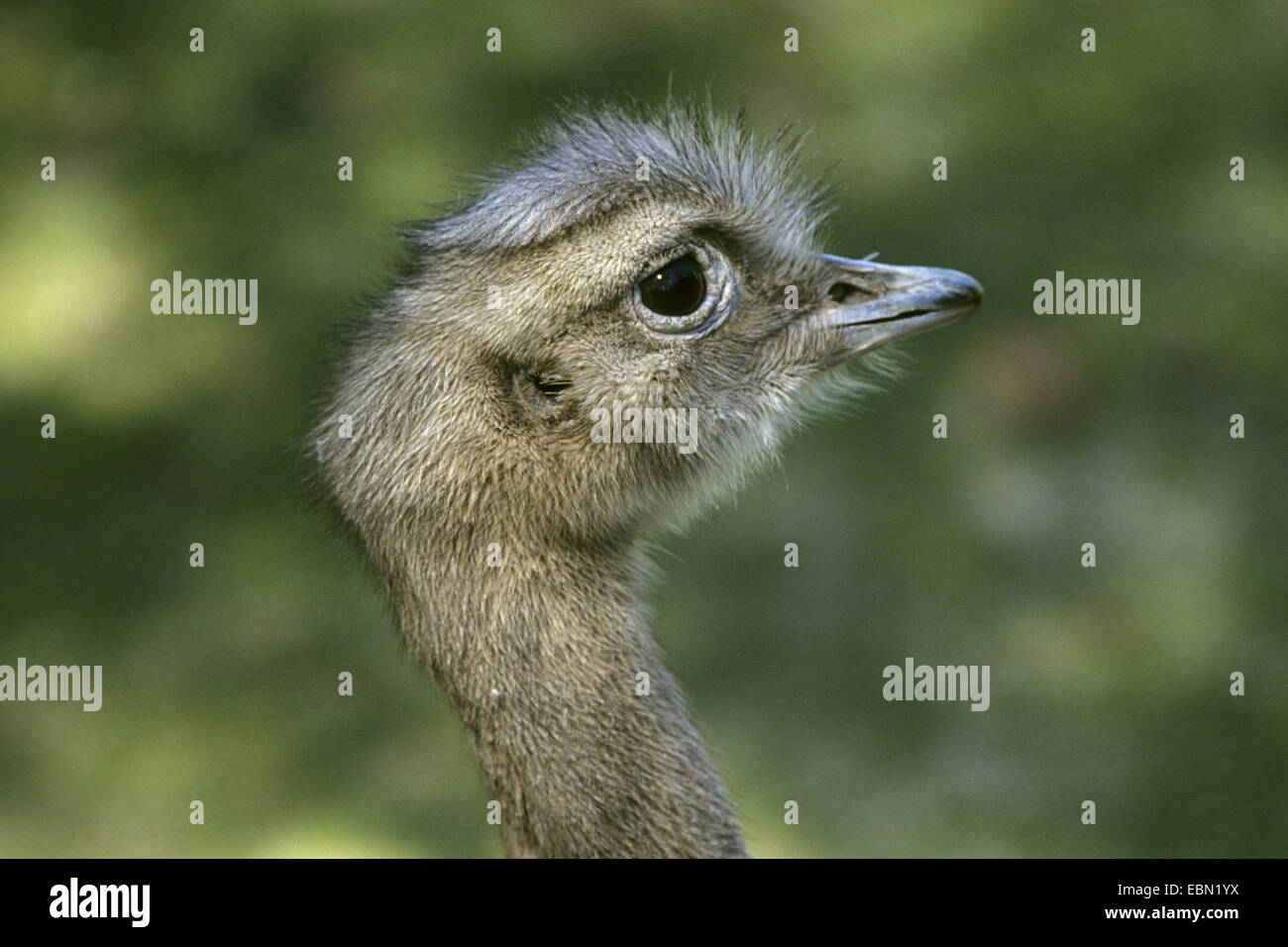 Darwin nandù, Lesser rhea (Pterocnemia pennata), ritratto Foto Stock