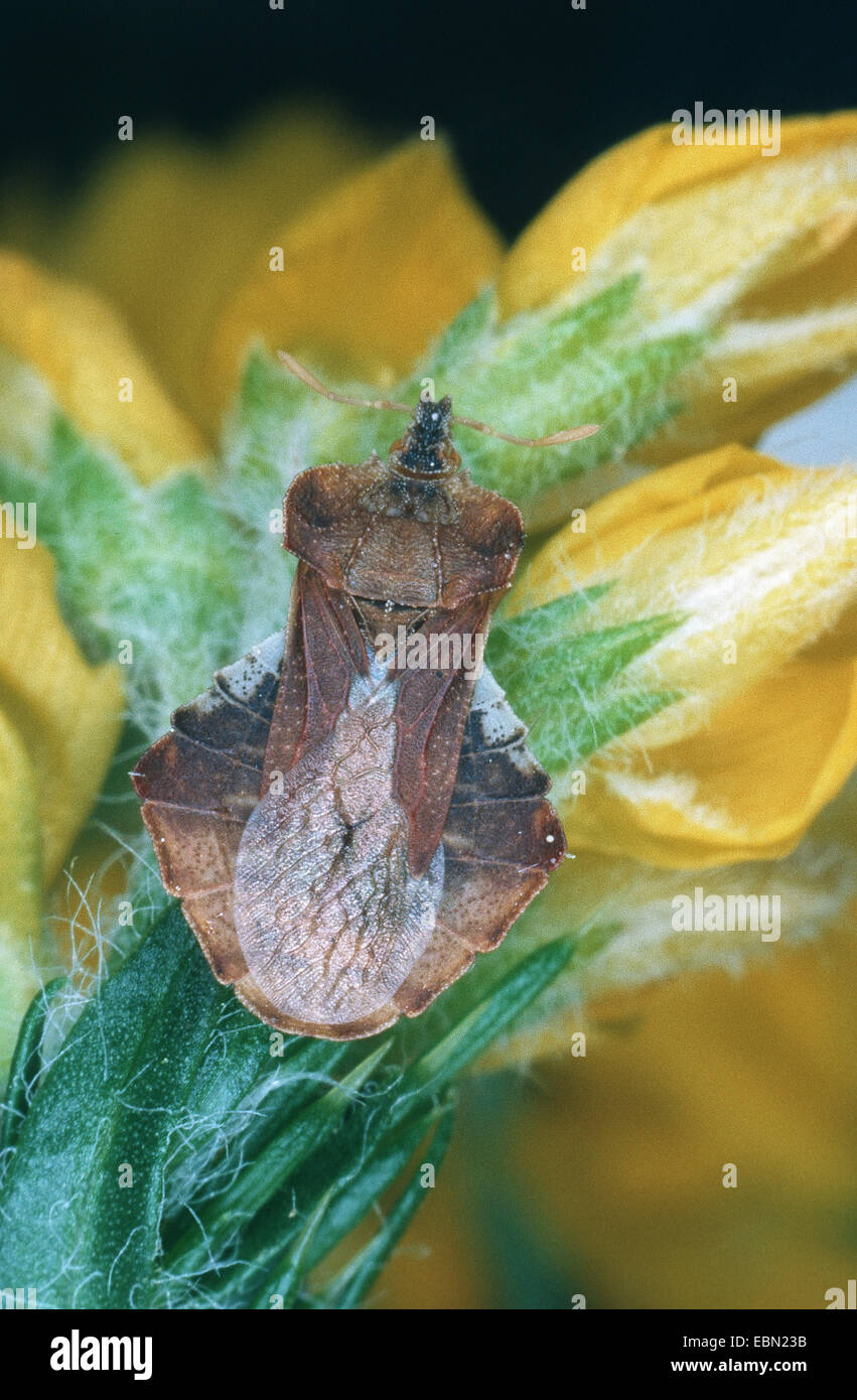 Vero bug (Phymata crassipes), su un fiore giallo Foto Stock