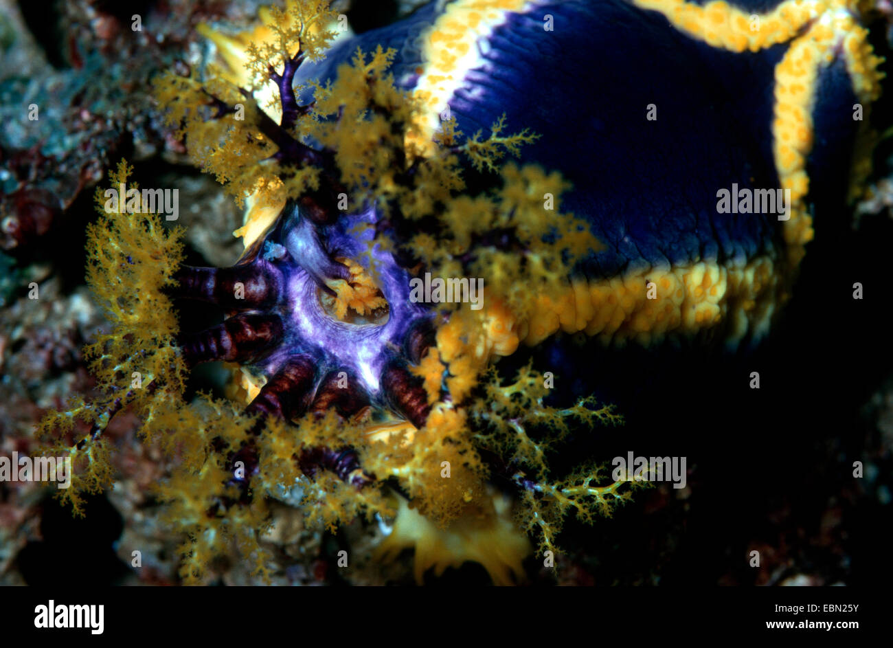 Cetriolo marittimo (Cucumaria tricolore), attesa, tentacolo di pulizia nella sua bocca Foto Stock