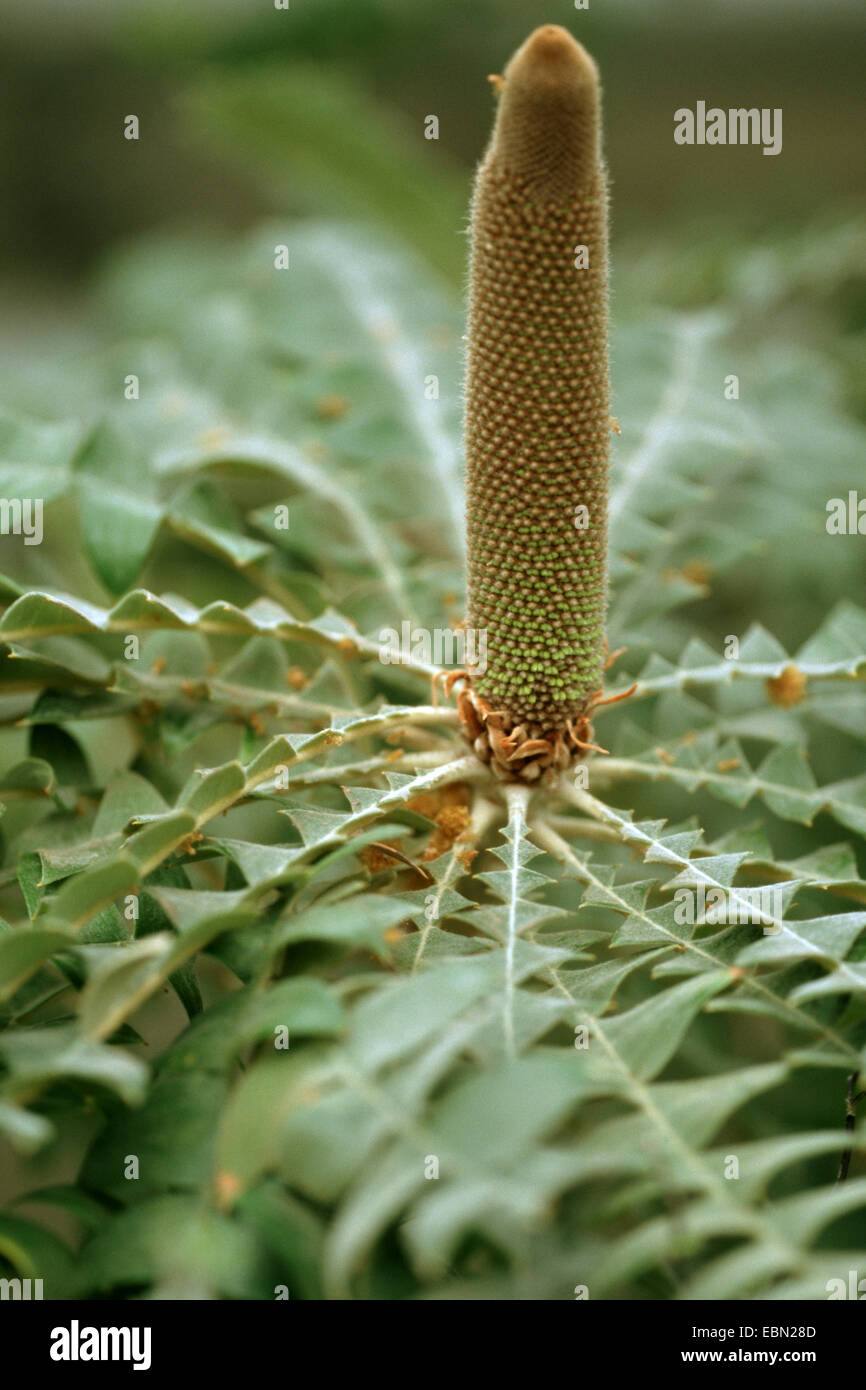 Bull Banksia (Banksia grandis), indlorescence in bud Foto Stock